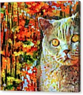 British Shorthair Cat In Autumn Acrylic Print