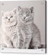 British Shorthair Kitten Acrylic Print