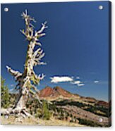 Broken Top And Snag Acrylic Print