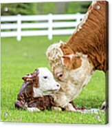 Brown & White Hereford Cow Licking Acrylic Print