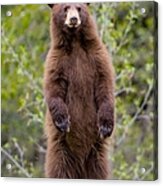 Brown Bear Cub Standing On Hind Legs Acrylic Print