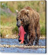Brown Bear Holds Its Meal Acrylic Print