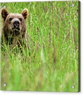 Brown Bear, Katmai National Park Acrylic Print