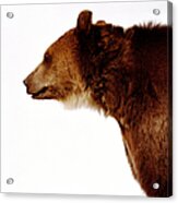 Brown Bear Ursus Arctos, Side View Acrylic Print