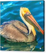 Brown Pelican - North American Bird Of The Pelican Family Acrylic Print