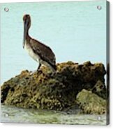 Brown Pelican On The Rocks Acrylic Print