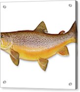 Brown Trout With Clipping Path Acrylic Print