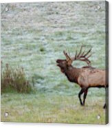 Bugling Bull Acrylic Print