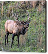Bugling Elk #1 Acrylic Print