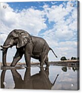Bull Elephant, Chobe National Park Acrylic Print