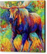 Bull Moose Acrylic Print