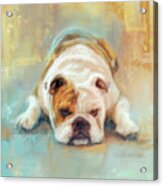 Bulldog With The Blues Acrylic Print