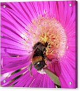 Bumblebee Collecting Pollen From Ice Plant Acrylic Print