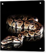 Burmese Python Acrylic Print