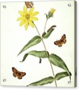 Butterflies And Sunflower Acrylic Print