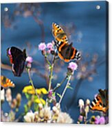 Butterflies Sitting On Flower Acrylic Print