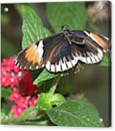 Butterfly 3 Acrylic Print