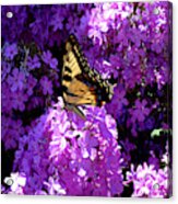 Butterfly And Phlox Acrylic Print