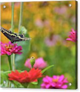 Butterfly Bow Tie Acrylic Print