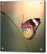 Butterfly - Cethosia Cyane Acrylic Print