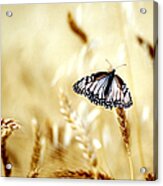Butterfly In The Fields - Quinoa - Peru Acrylic Print