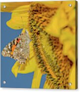 Butterfly On Sunflower Acrylic Print
