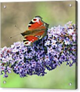 Butterfly On The Buddleia Acrylic Print