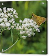 Butterfly Or Moth Photo Acrylic Print
