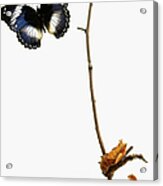 Butterfly Transformation Acrylic Print
