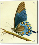 Butterfy Detail - Papilio Philenor Acrylic Print