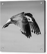 Bw Gull In Flight Acrylic Print