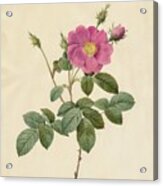 Cabbage Rose Rosa Centifolia Simplex Acrylic Print