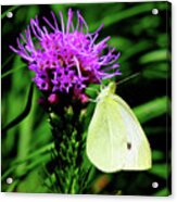 Cabbage White And Purple Acrylic Print
