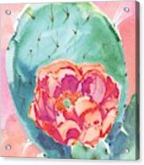 Cactus Bloom Ii Acrylic Print