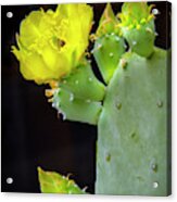 Texas Cactus Blooms With Bee Ii Acrylic Print