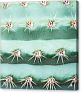 Cactus Echinopsis Candicans, Close-up Acrylic Print