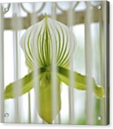 Caged Beauty Acrylic Print