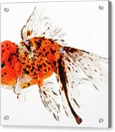 Calico Lionhead Goldfish Acrylic Print