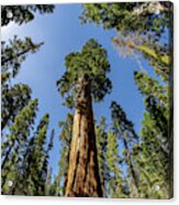 California Giant Sequoia Tree Acrylic Print