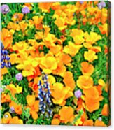 California Poppies And Betham Lupines Southern California Acrylic Print
