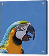 Call Of Macaw Acrylic Print