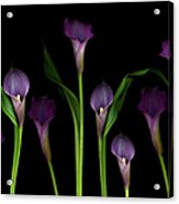 Calla Lilies Acrylic Print