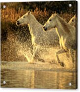 Camargue Horses Acrylic Print