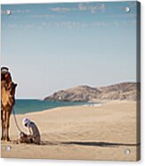 Camel And Guide Sit On White Sandy Acrylic Print