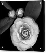 Camellia With Buds B-w Acrylic Print