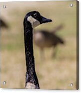 Canadian Goose, Mississippi River State Park Acrylic Print