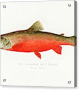 Canadian Red Trout Acrylic Print