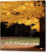 Canopy Of Gold Fall Colors Acrylic Print