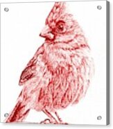 Cardinal Ii Acrylic Print