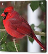 Cardinal In Winter Acrylic Print